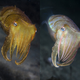 cuttlefish